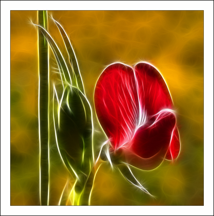 :: Fractalius art ::  1