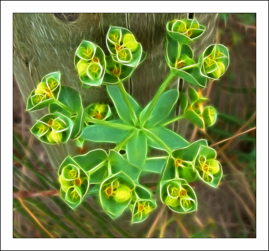  :: Fractalius art ::  1
