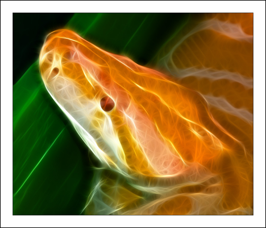  :: Fractalius art ::  1