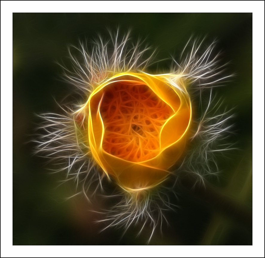  :: Fractalius art ::  1