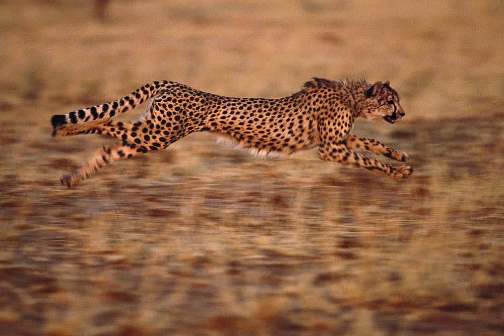  ::  Frans Lanting ::  1