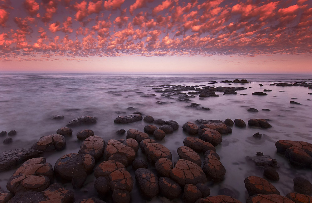  ::  Frans Lanting ::  1