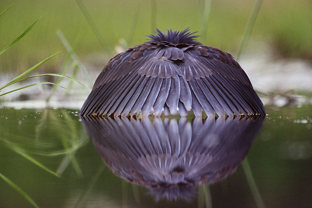  ::  Frans Lanting ::  1