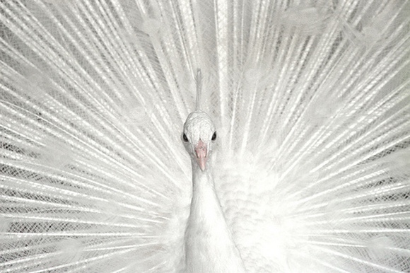   ::   . ::  1