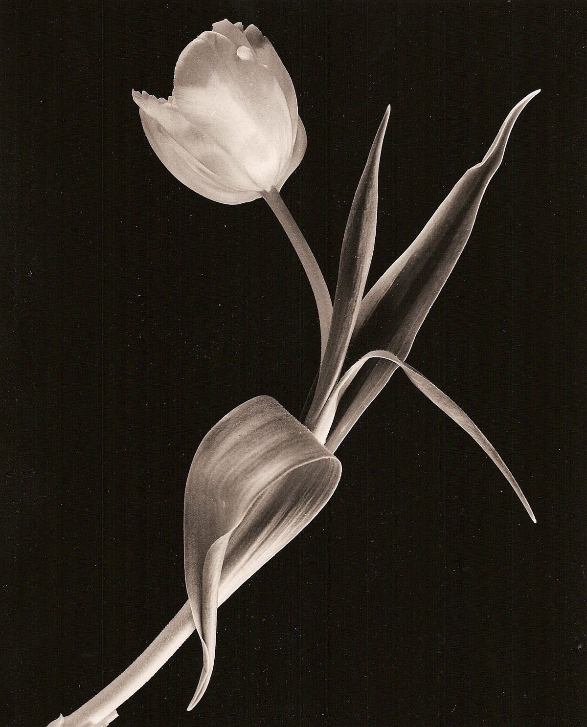  ::  George Koutsilieris ::  1