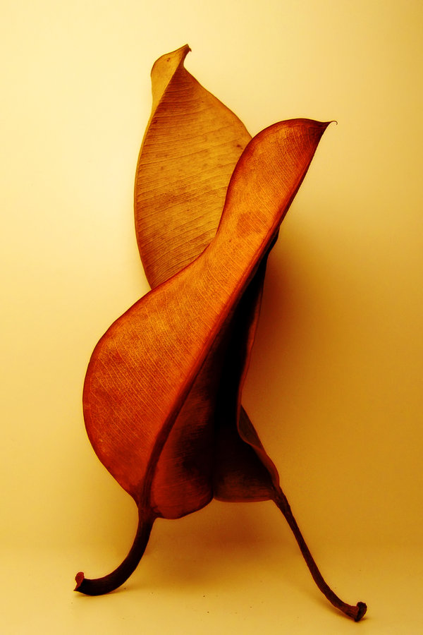  ::  Hermin Abramovitch ::  1