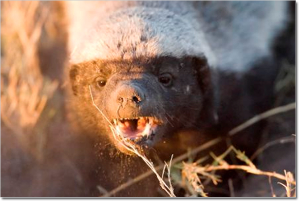   (Honey Badger) ::  1