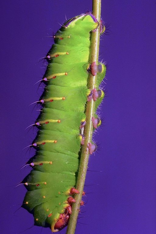   :: , , . ::  2