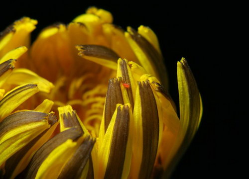   ::   16