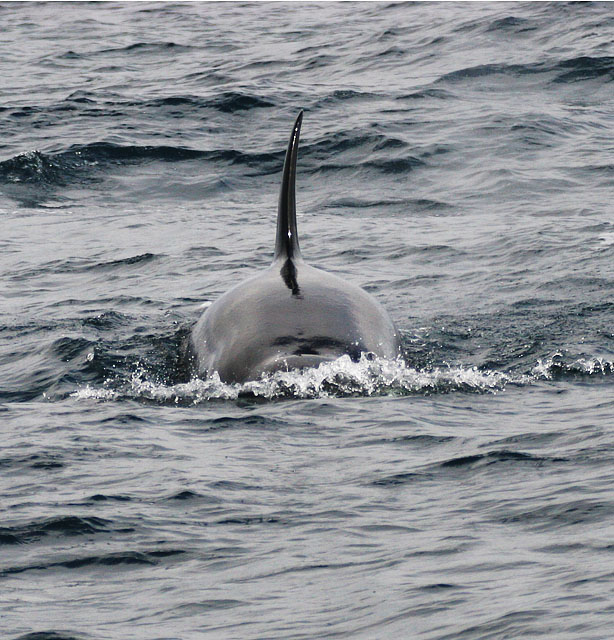   ::  (Orcinus orca) ::  2