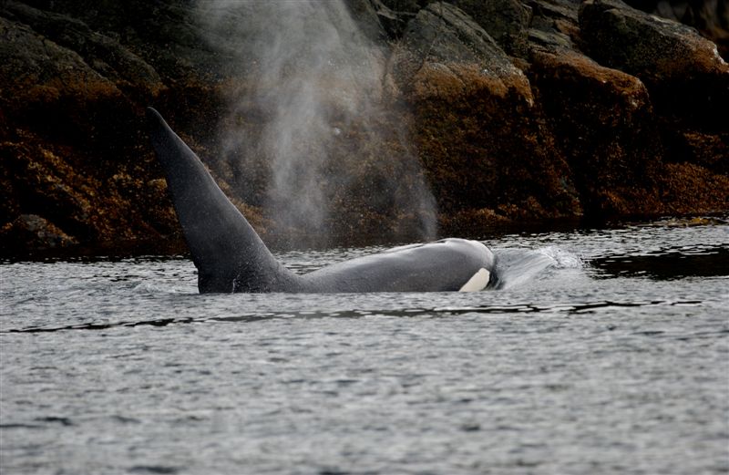   ::  (Orcinus orca) ::  2