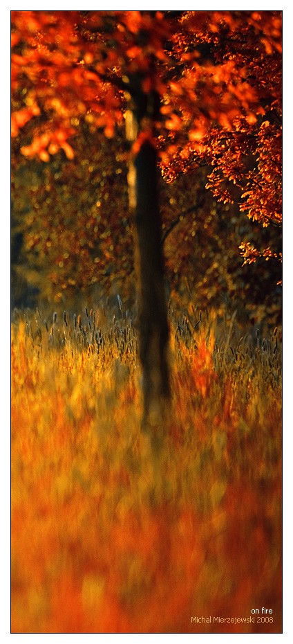  ::  Michal Mierzejewski ::  2