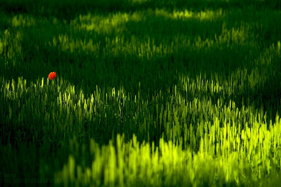  ::  Michal Mierzejewski ::  2
