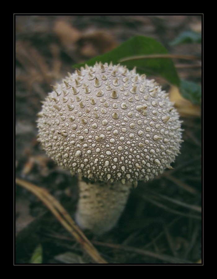   ::  2