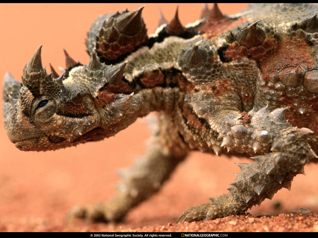   :: National Geographic ::  2