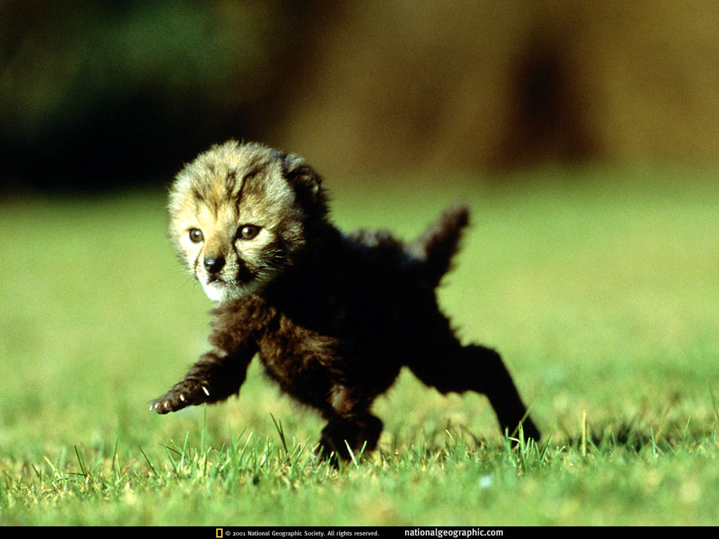   :: National Geographic ::  2