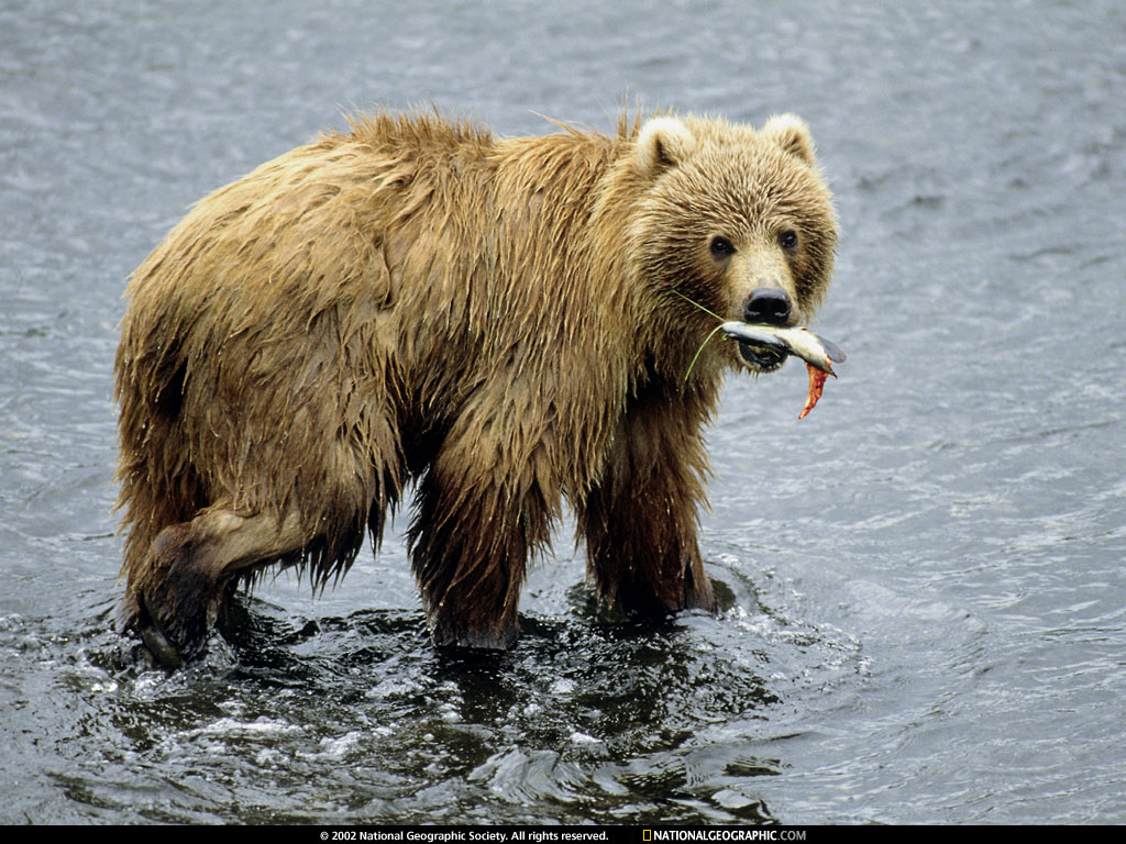   :: National Geographic ::  2