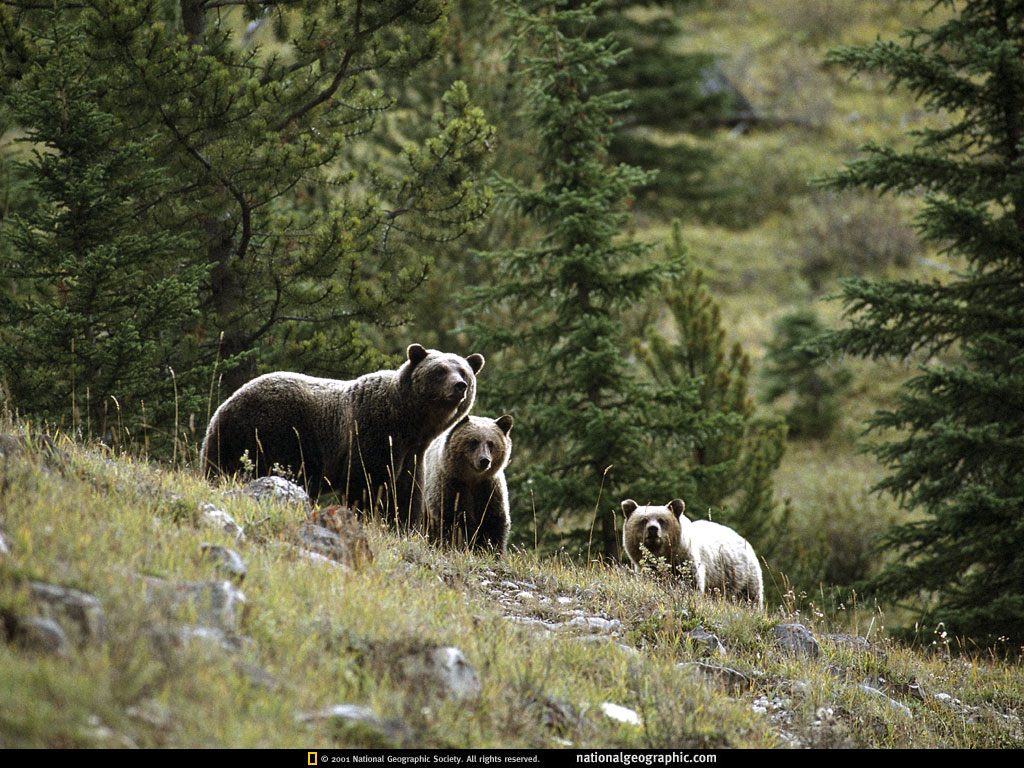   :: National Geographic ::  2