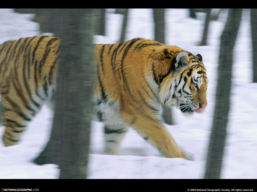   :: National Geographic ::  2