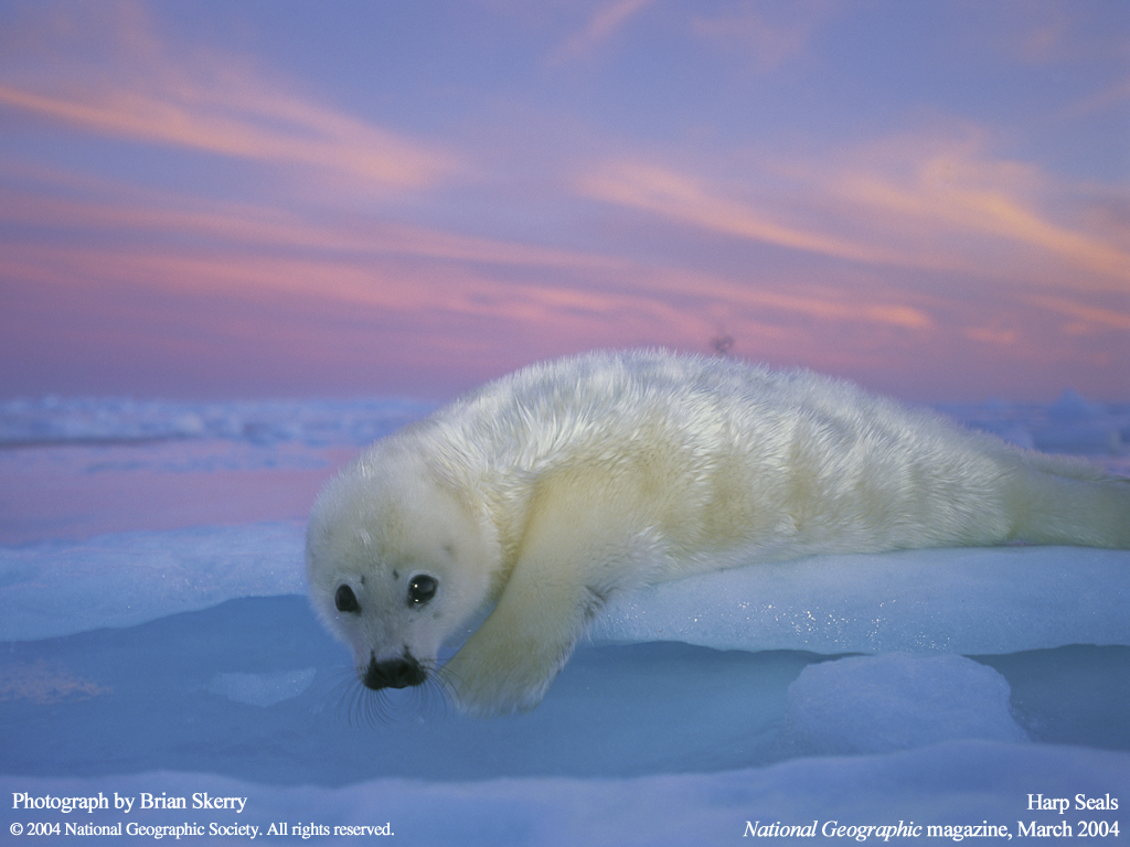   :: National Geographic ::  2