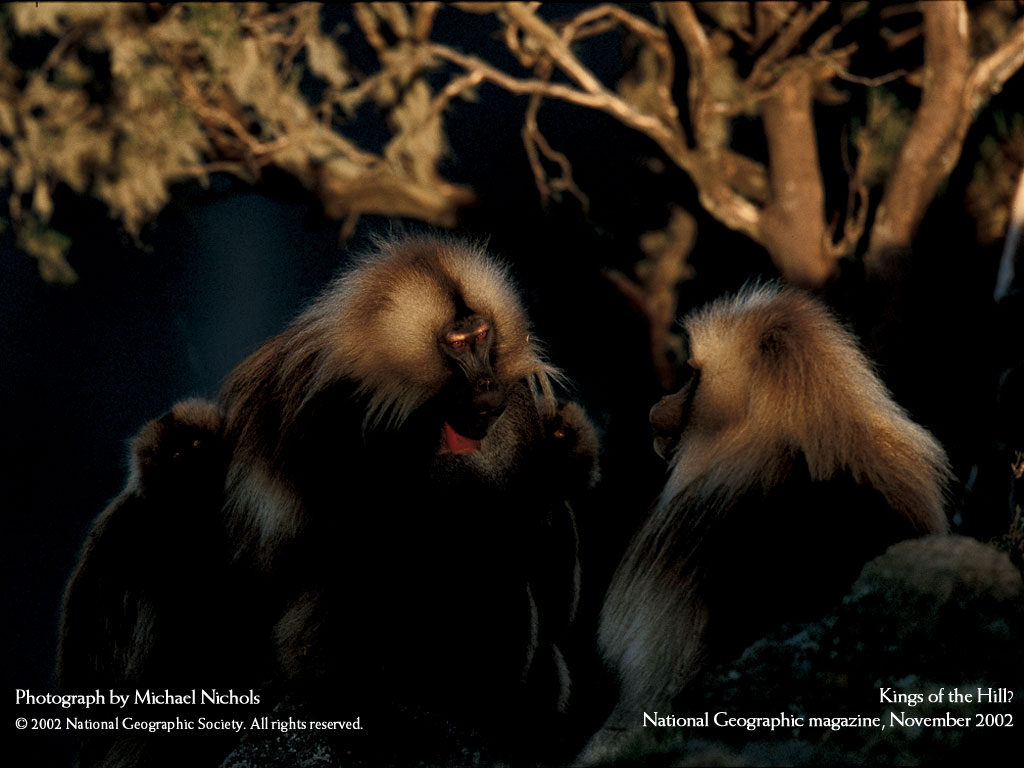   :: National Geographic ::  2