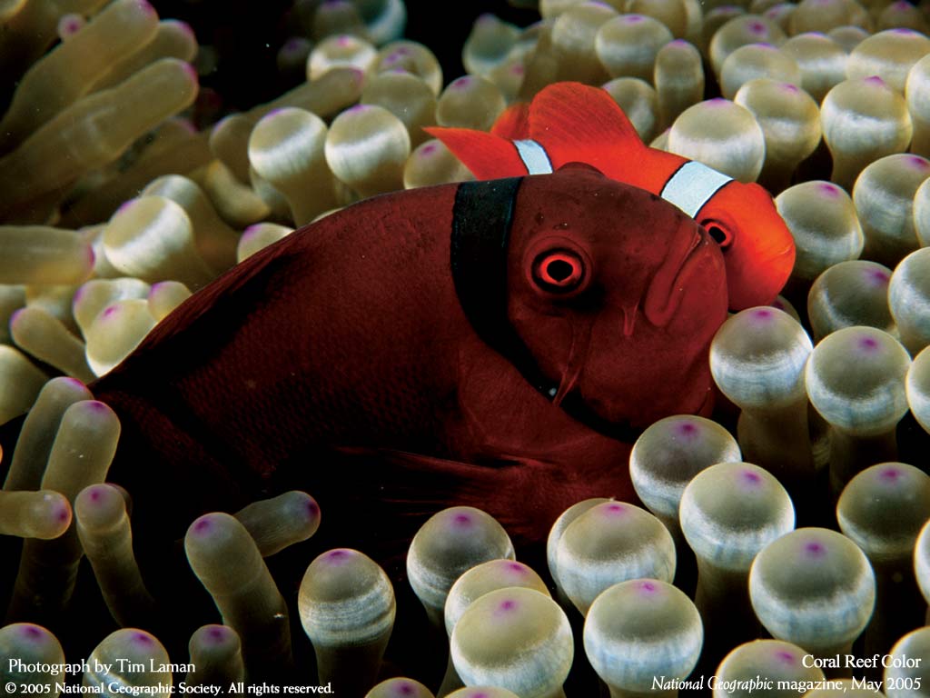   :: National Geographic ::  2