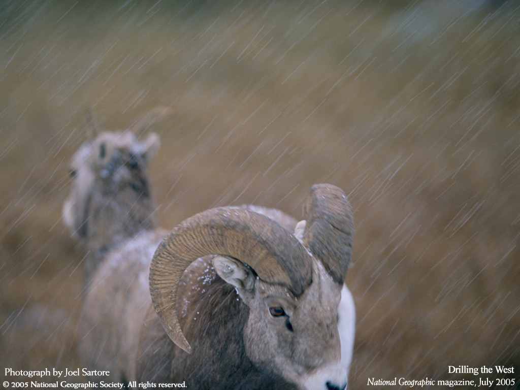  :: National Geographic ::  2