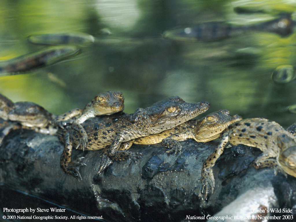   :: National Geographic ::  2