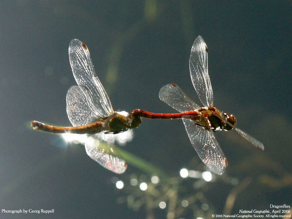   :: National Geographic ::  2
