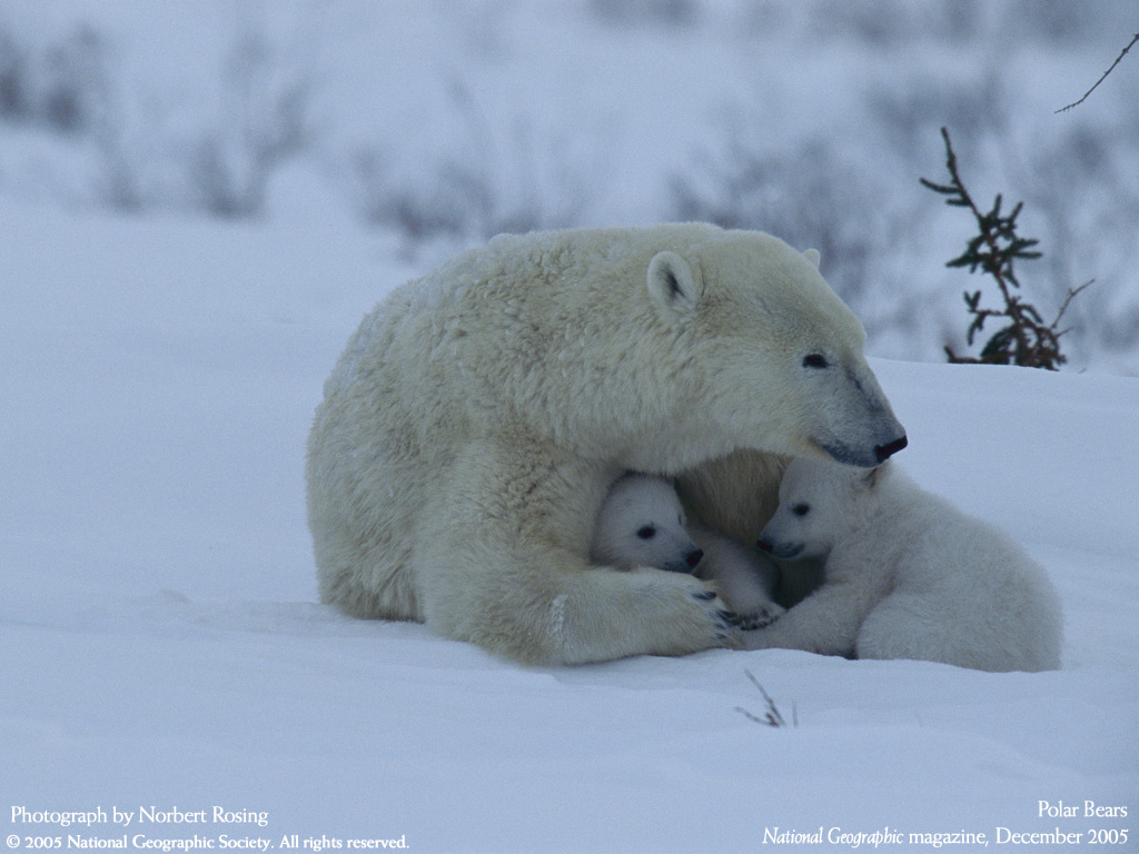   :: National Geographic ::  2