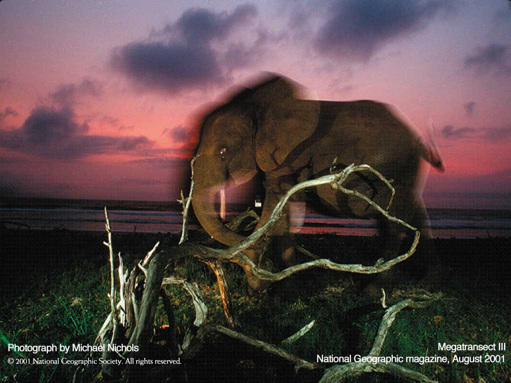  :: National Geographics ::  2