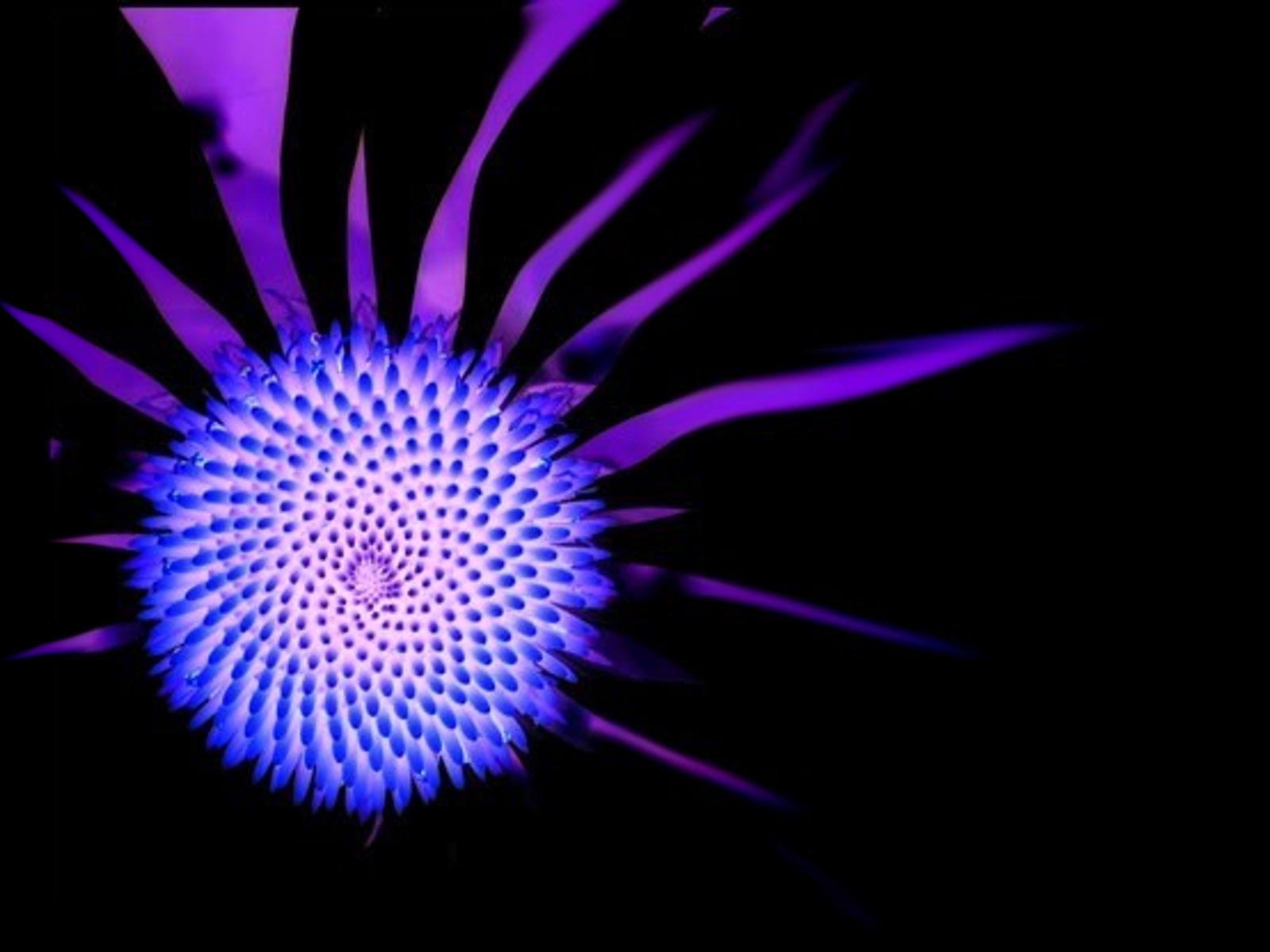     ::     ::  1