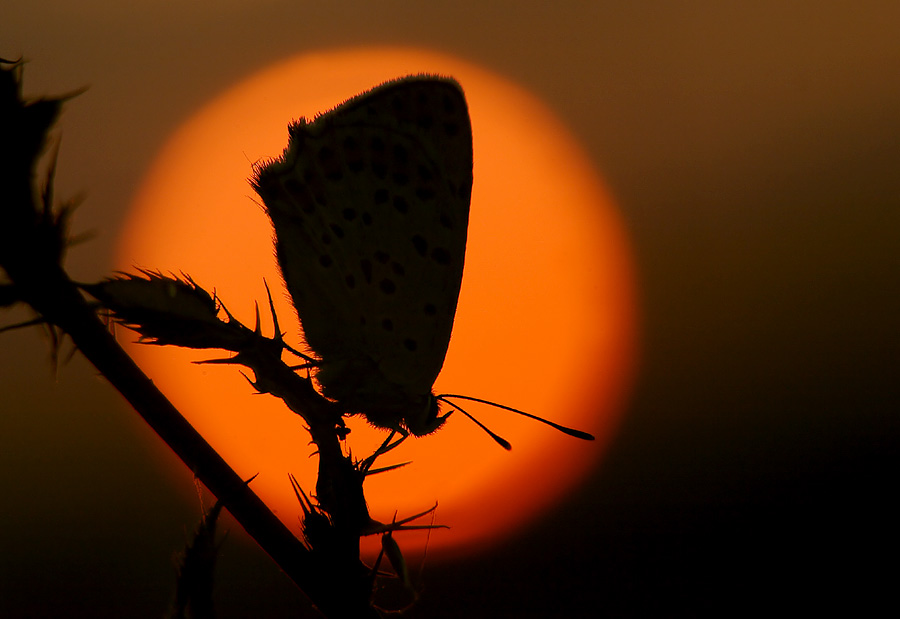  ::  Pawel Spychala ::  2