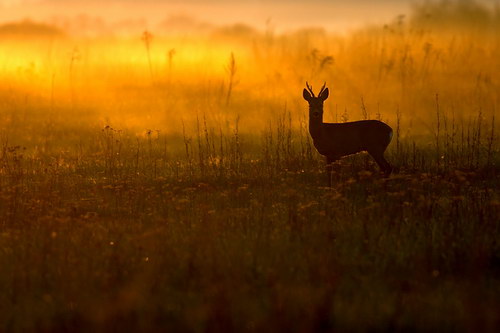  ::  Pawel Spychala  4