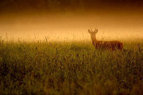  ::  Pawel Spychala  5