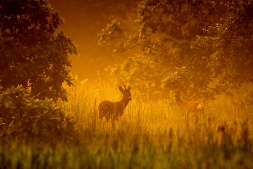  ::  Pawel Spychala  6