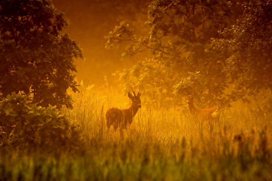  ::  Pawel Spychala ::  2