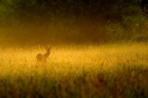  ::  Pawel Spychala  11
