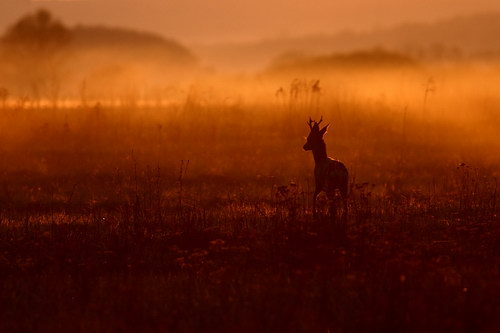  ::  Pawel Spychala  15