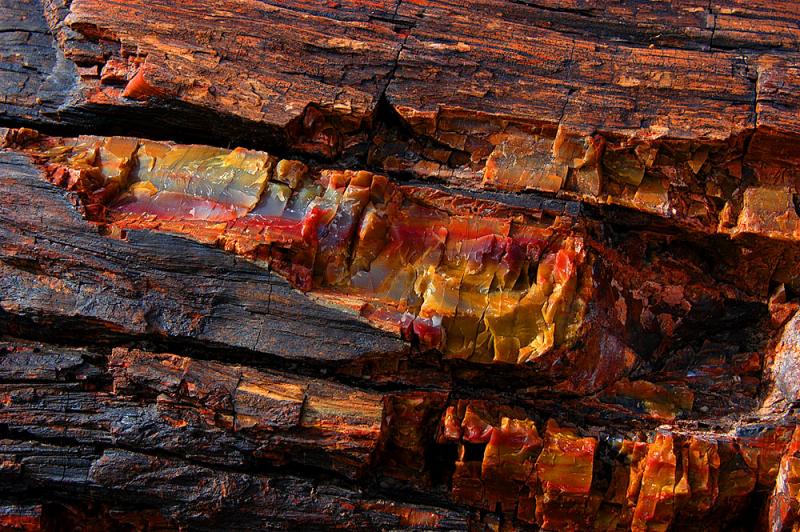  ::   (Petrified forest) ::  2