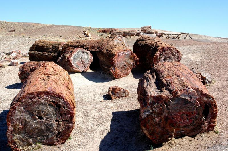  ::   (Petrified forest) ::  2