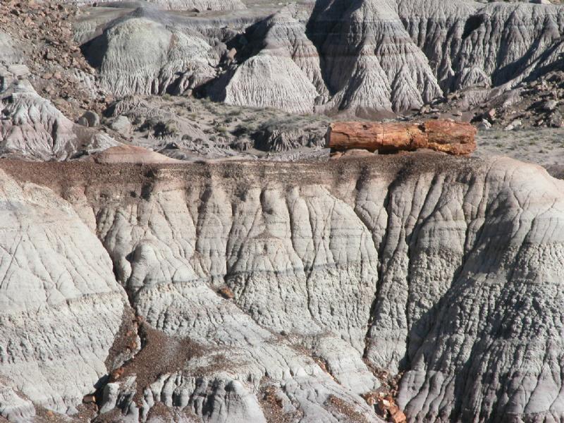  ::   (Petrified forest) ::  2