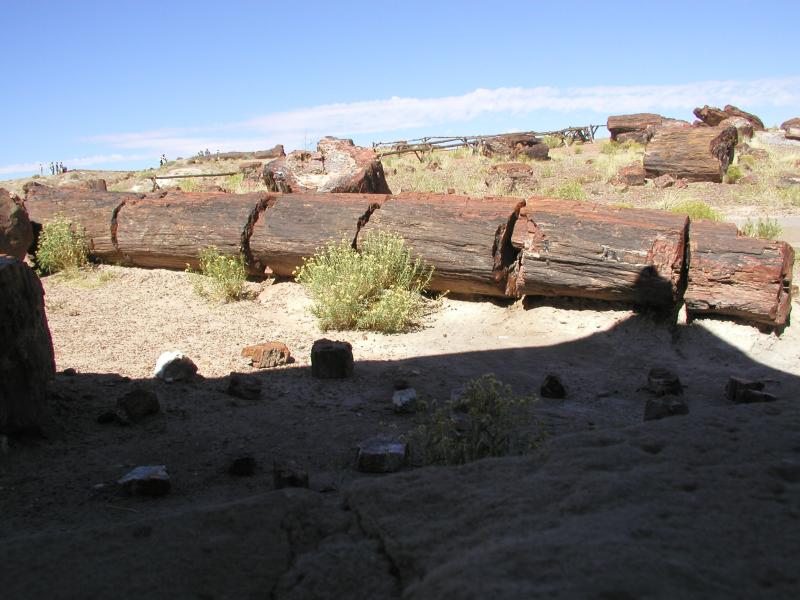  ::   (Petrified forest) ::  2