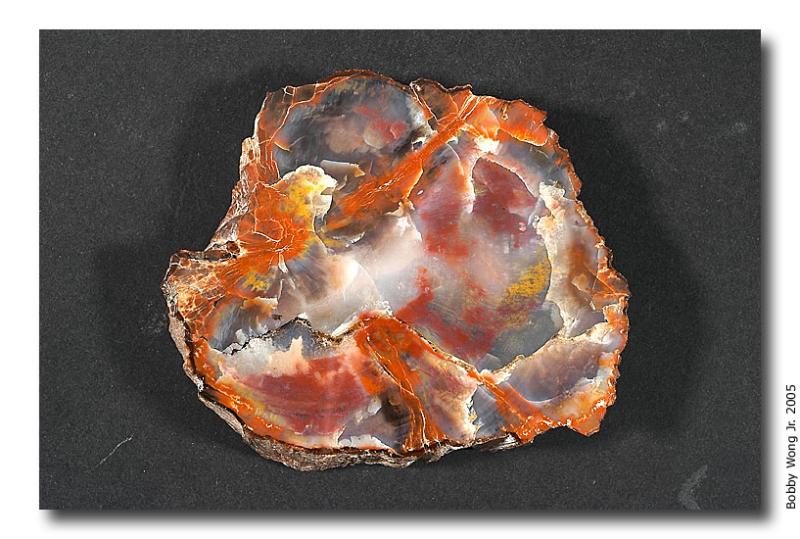  ::   (Petrified forest) ::  2