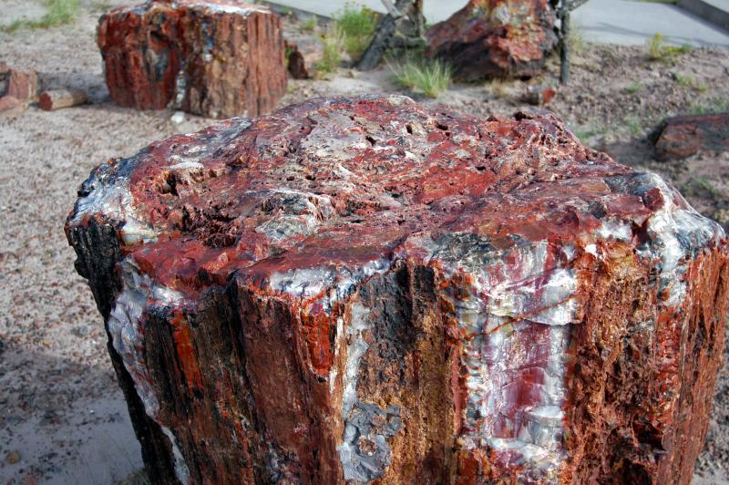  ::   (Petrified forest) ::  2