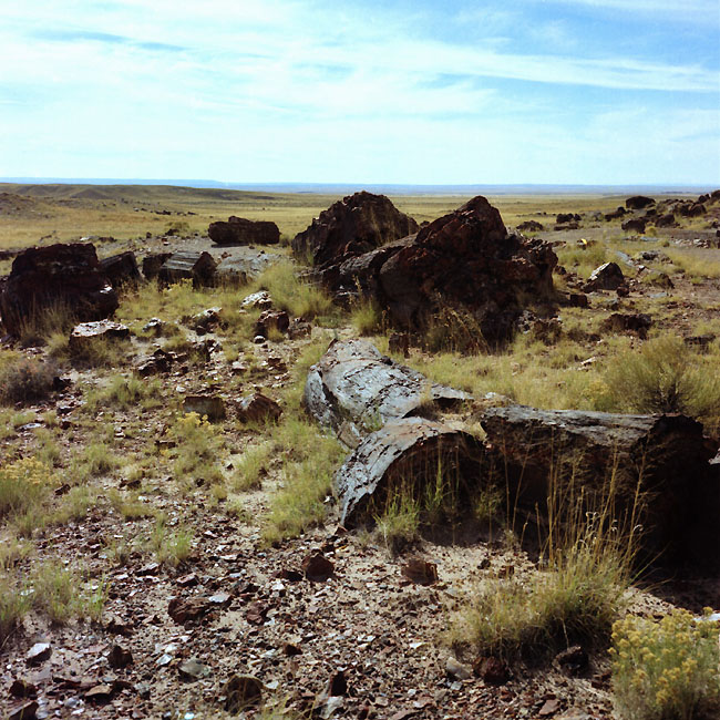  ::   (Petrified forest) ::  2