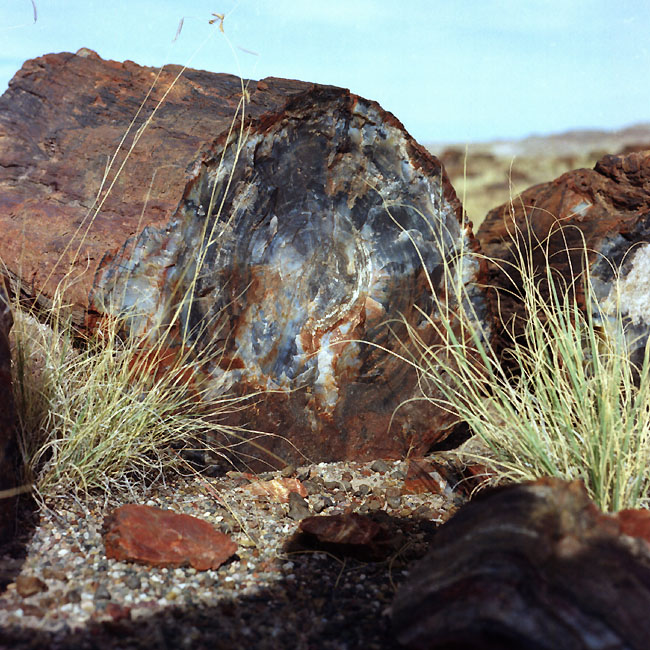  ::   (Petrified forest) ::  2