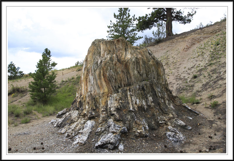  ::   (Petrified forest) ::  2