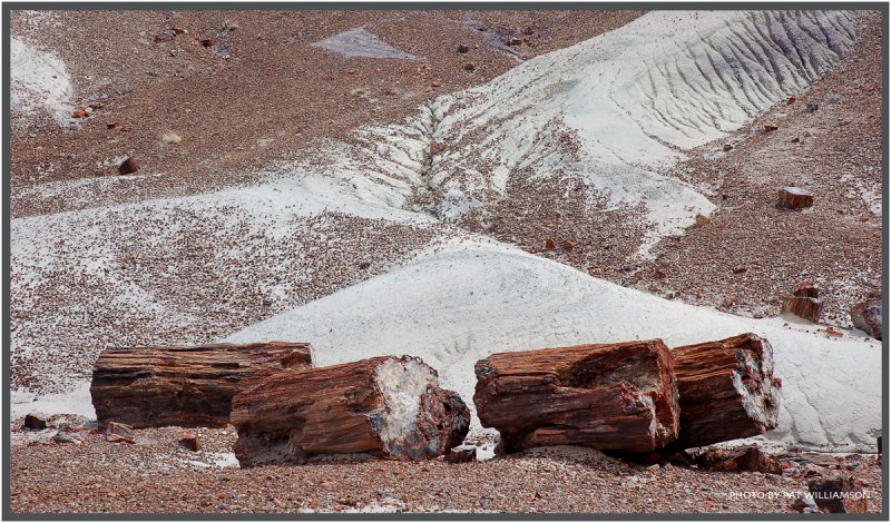  ::   (Petrified forest) ::  2