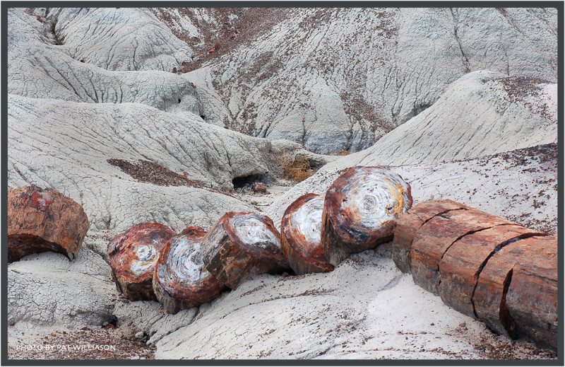  ::   (Petrified forest) ::  2